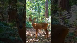 Pretty Fawn in Forest #shorts