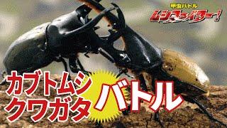 【公式】カブトムシ・クワガタムシの甲虫バトル ムシファイター！【フルバージョン】70min