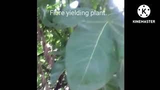 fibre yielding plant.cotton plant . BSc.MSc.