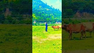 Wow beautiful place | #nature #ajk #shortsvideo