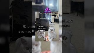 1 Часть забирай футажи в моём тгк в шапке профиля #fypシ゚viral #cat #топ #рек #лучшее #топ5 #memes