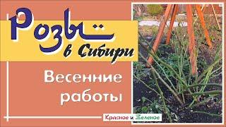 Розы весной в Сибири. Открываем укрытие. Первые работы в розарии.