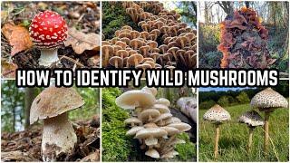 How To Identify Wild Mushrooms 