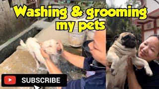 Washing & grooming my pets today|| Arunachal Pradesh northeast India