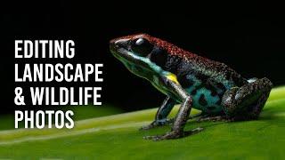 Wildlife & Landscape Editing Tips Using Lightroom Classic & Photoshop