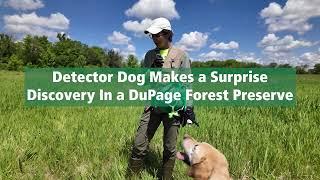 Detector Dog Makes a Surprise Discovery in a DuPage Forest Preserve