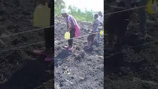 Second season planting of maize in Homa bay Kenya.