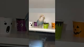 Prince vs Halloween cups  #funnyanimals #birds #funnypets #cutepets #cuteanimals #halloween #ghost