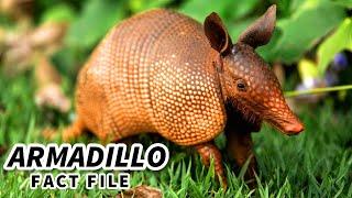Armadillo Facts: LEPROSY in a BALL?! | Animal Fact Files