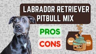 Pitbull Lab Mix: Labrabull PRO'S & CON'S!!!