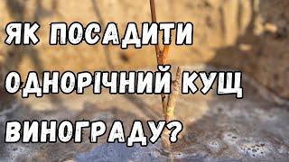 Як правильно посадити однорічний кущ винограду?