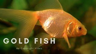 Gold Fish | Fish Breeds | Aquarium | No Copyright Video | No Copyright Music