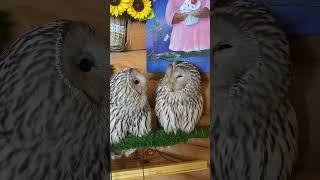 Совы хахатушки  #сова #музейсовушек #филосовия #токсово #owl