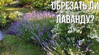 Лаванда. Обрезать или нет осенью?