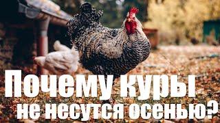 Куры не несутся осенью | что делать для увеличения яйценоскости