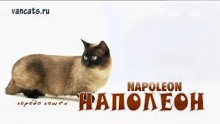 Порода кошек Наполеон. Кошка Наполеон