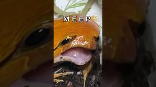 MEEP MEEP POLICE #frog #snake #funny