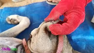 Removing All Ticks From Dog - Dog Ticks Removing Clip - Ticks Removal Videos EP 07