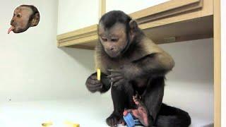 Monkey LOVES French Fries!