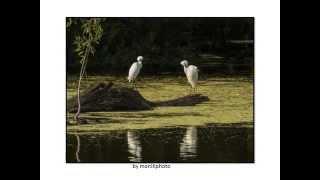 Harris Neck National Wildlife Refuge