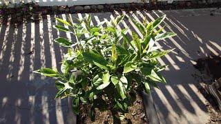 Growing Lemon Trees from Seeds, 4.64-5.09 Years