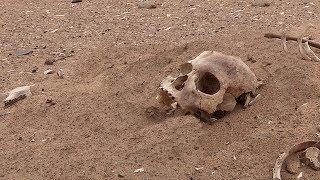 ASMR: Secrets of Oldest Desert in the World Revealed  #animals  #awesomeanimals  #animalsofyoutube