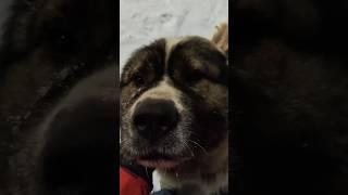 Нужно ли пускать кавказца домой? #animal #dog #doglover