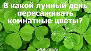 В какой лунный день пересаживать комнатные цветы?