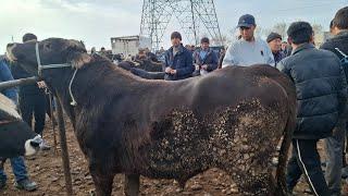 МОЛБОЗОРИ Н.ДУСТИ(БАРАКАТ) ФАКАТ ТАМОШО КН ХДТ ХУЛОСАТА БРОР 20 ноября 2024 г