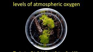 38NPS - Tim Lenton: Earliest land plants created modern levels of atmospheric oxygen