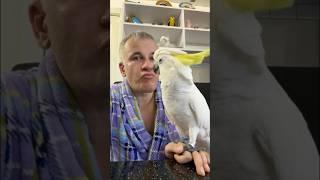 Cockatoo the best #юмор #попугай #прикол #смех #папугай #дуэт #parrot #смешнойпопугай #birds