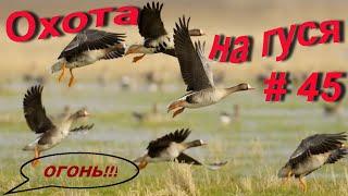 # 45 Охота на гуся 2019!!! Лучшее открытие сезона охоты на гуся! Hunting for a goose! Best  opening!