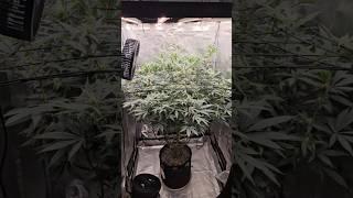 1 Big Giant Frozen Marker In The Spiderfarmer 3x3 Tent