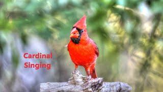 Cardinal Male Singing in Spring 