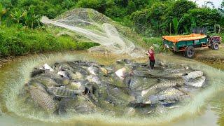 Cast Net To Catch Many Fish In Mud Pond - Use Truck To Transport Many Fish Go To Market Sell