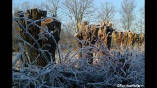 Winter -  natuurkampeerterrein De Biezen
