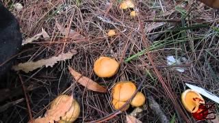 Suillus salmonicolor