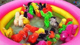 Hens Chicks Swimming Pools Kids Cleaning Legs of Colour Chick Video | Hen Videos