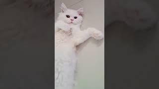 #cat #funnyvideo #kittycomedy #catfunny #sinchi