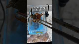 Feeding Kaiju + Dom 2 crabs!!