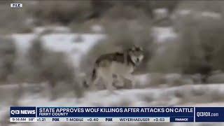 Washington state approves wolf killings after attacks on cattle