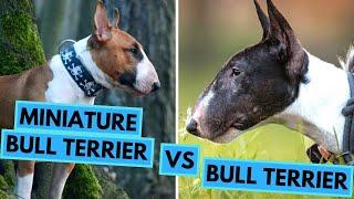 Bull Terrier VS Miniature Bull Terrier - Dog Breed Comparison - Differences and Similarities