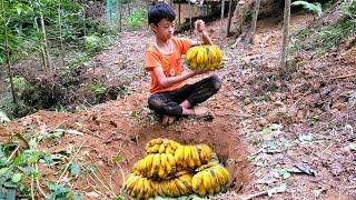 Boy Dat uses underground banana incubation skills and harvests many ripe bananas