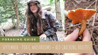 September Mushroom Hunt | Come And Learn Which Toxic Mushrooms Not To Eat! (+ a few edibles!)