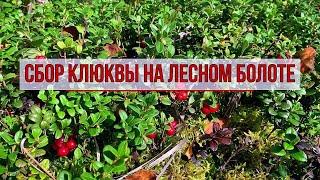 Сбор ягод клюквы на лесном болоте. Ярославская область.