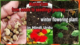 How to Grow Nasturtium from seeds to seedlings/sowing of Nasturtium seeds with one month update