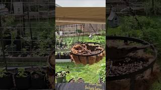 The Dove Chronicles Continue: We Have a Second Clutch of Eggs || DHBG