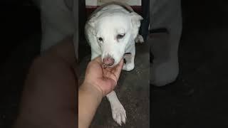 #dog #shortvideo #dogowner #doglove 