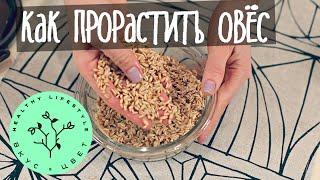 Проращивание - овес | raw | vegan | рецепт от Вкус&Цвет