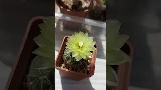 Cactus blooms квітне любий їжачок!!!